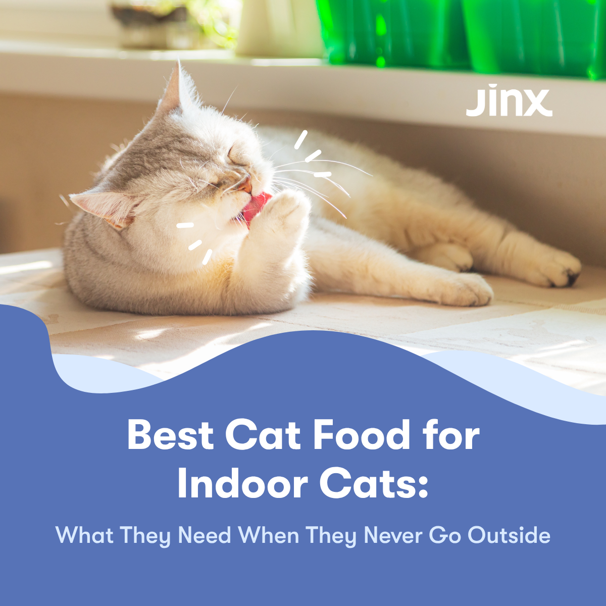 Indoor Cage-Free Chicken, Turkey, and Whitefish Dry Cat Food