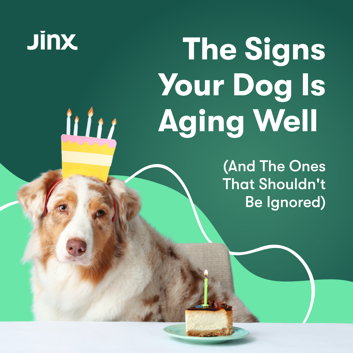 Senior Cage-Free Chicken Dog Food