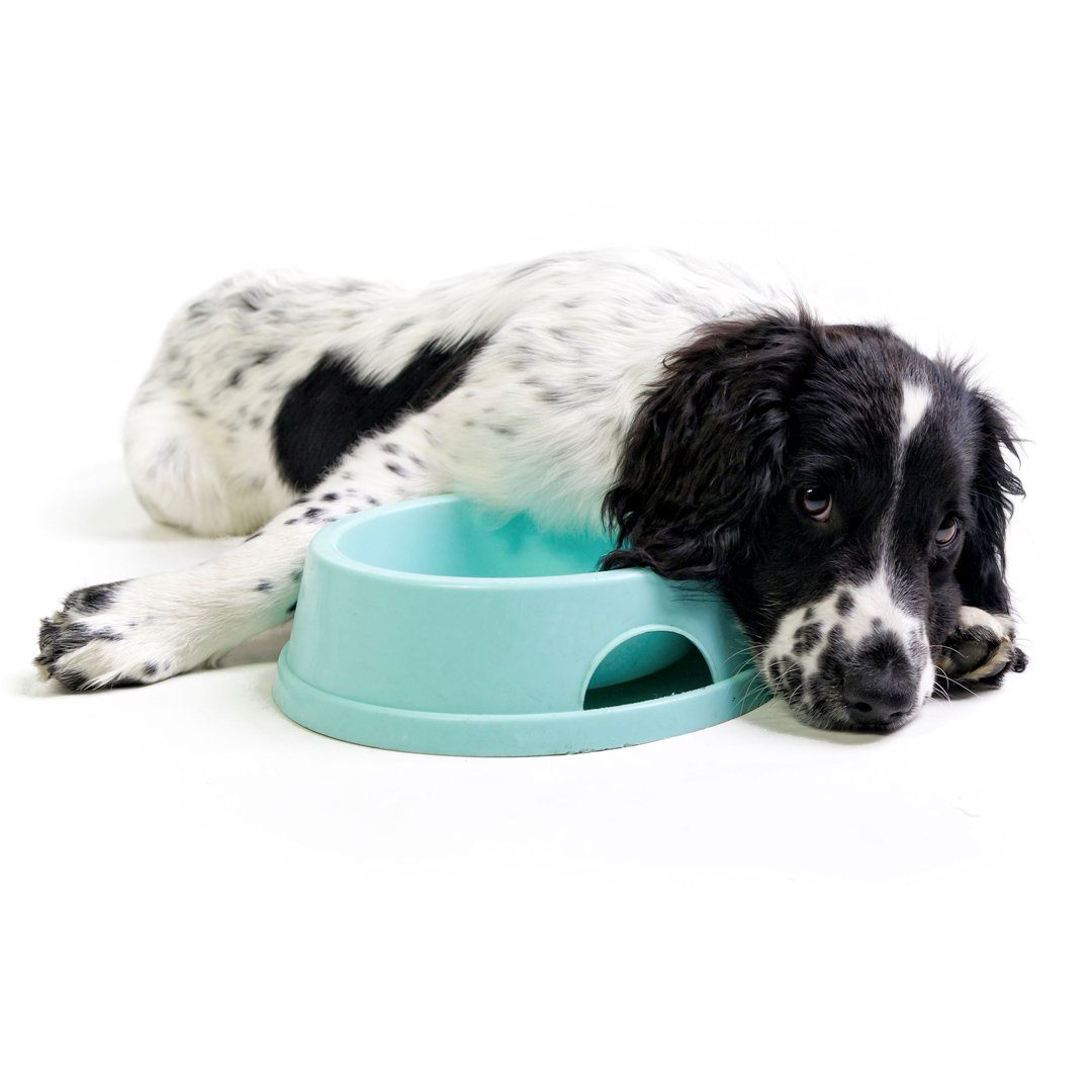Picky Dog Essentials Starter Pack