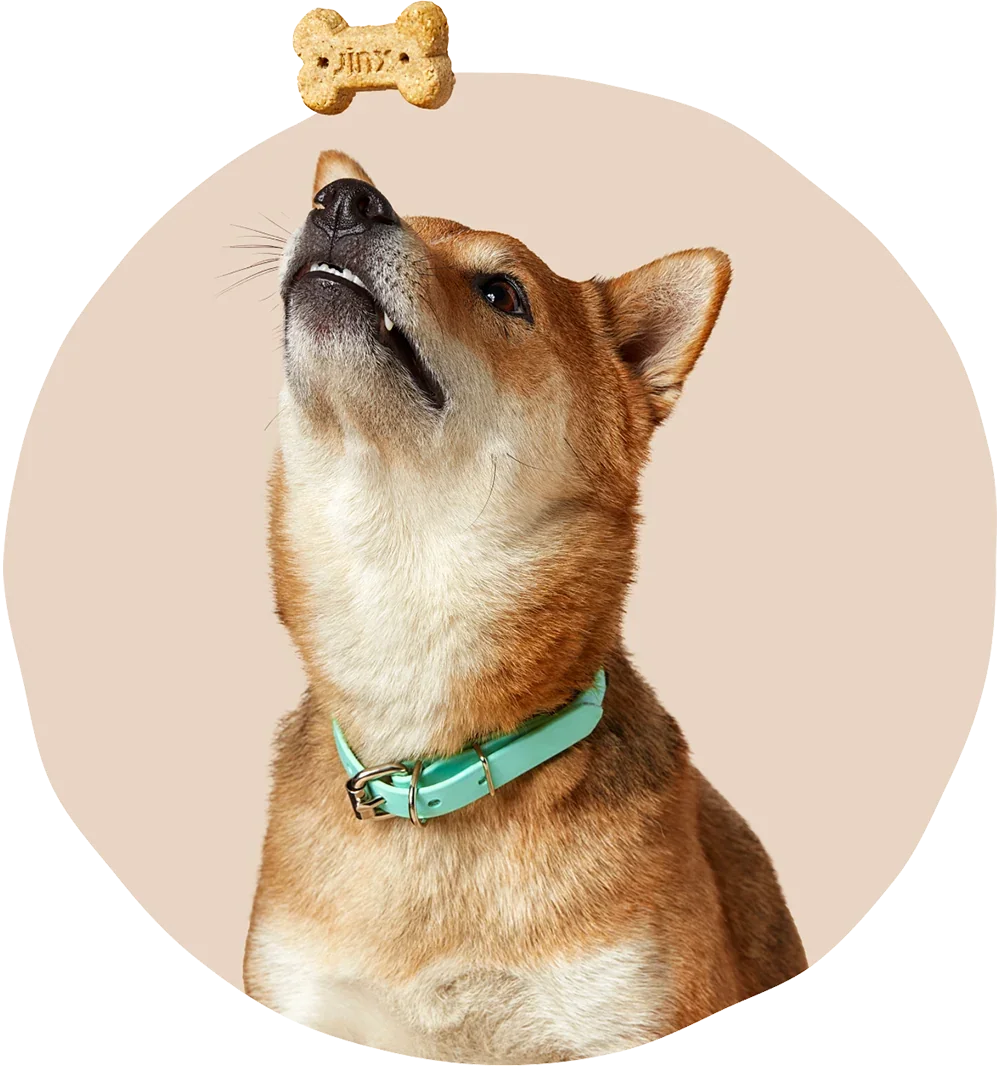 A shiba inu dog sitting and looking up at a floating Jinx bone broth biscuit treat