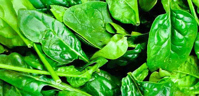 Fresh green spinach leaves