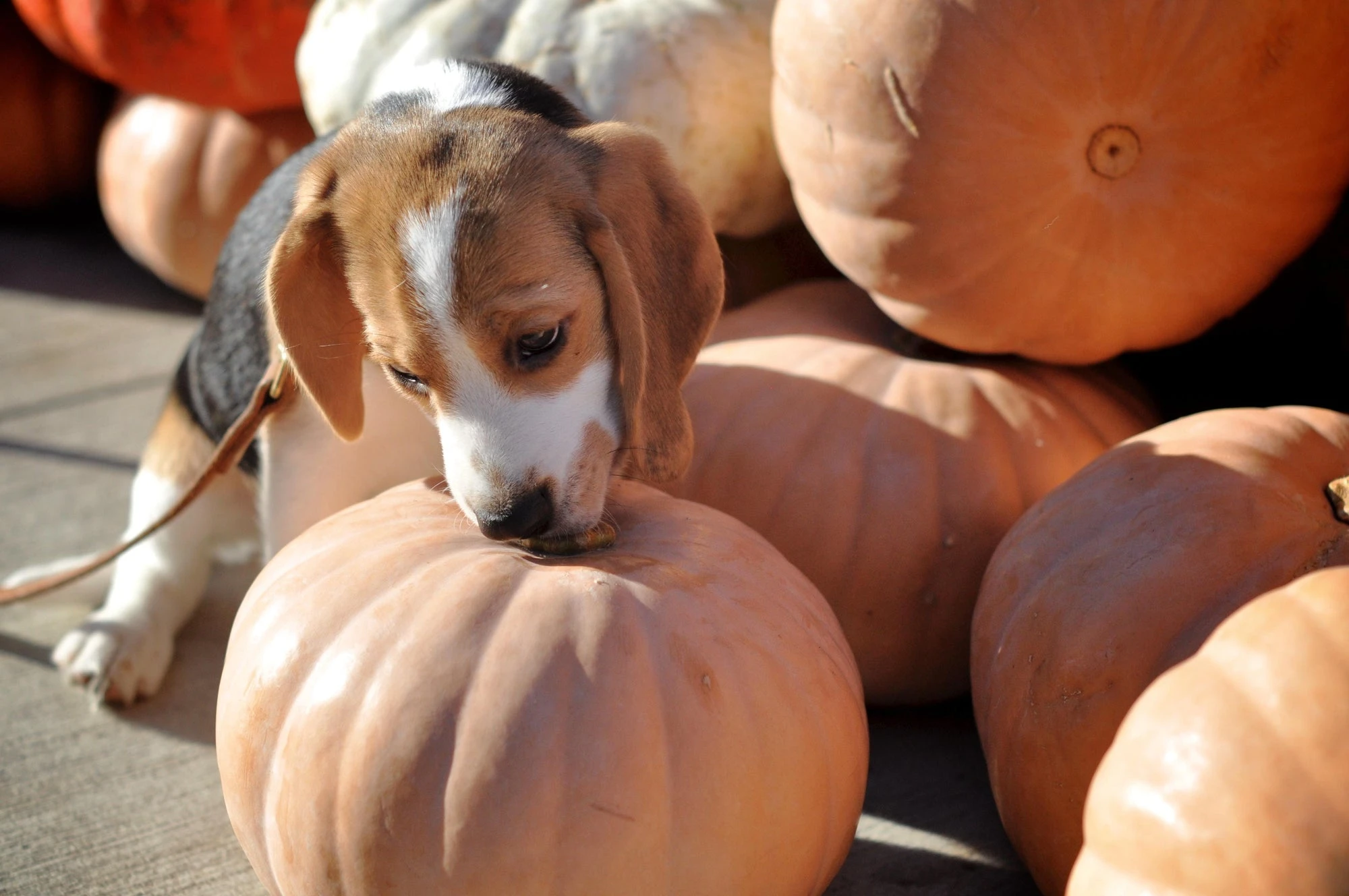 A beagle sniffing a pile of pumpkins